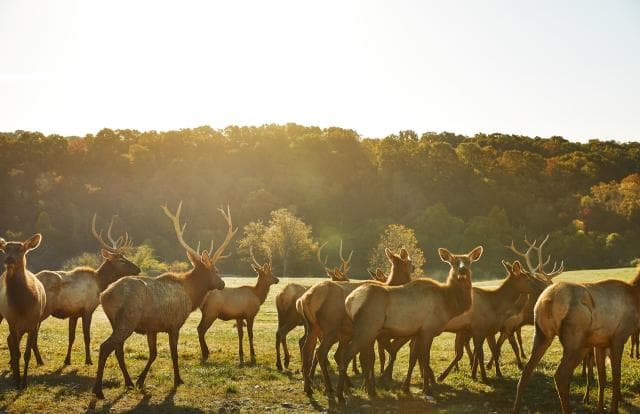 Dogwood Canyon Tram Tours in Branson, Missouri
